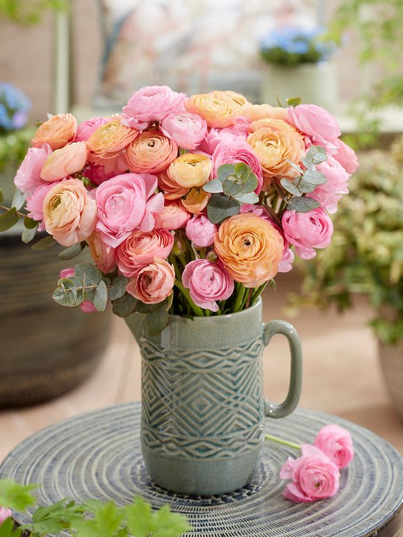 Ranunkelnzwiebeln kaufen Pauline Pastel