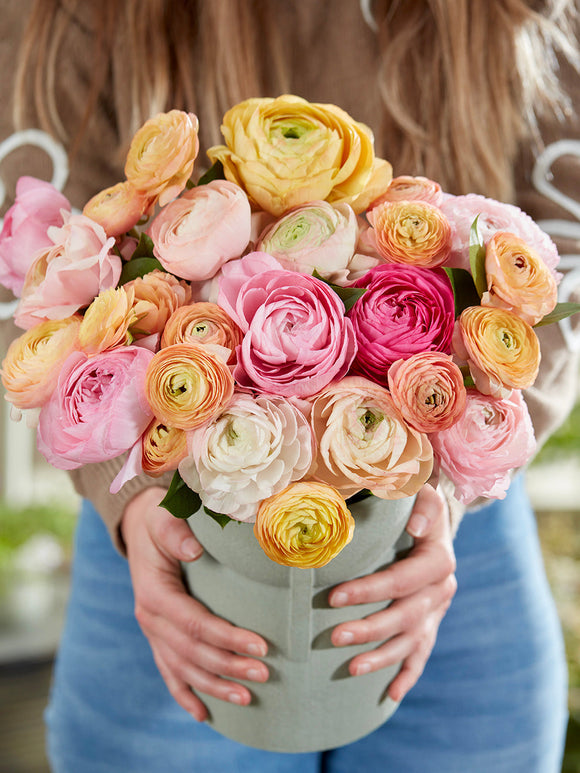 Kaufen Sie Ranunkeln Pauline Pastel, Versand im Herbst