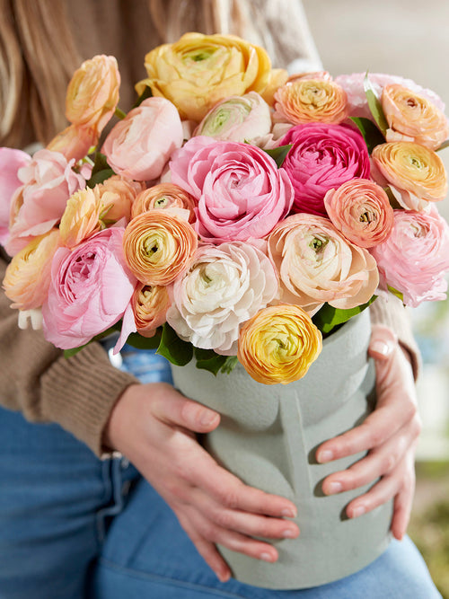 Ranunkeln Pauline Pastel