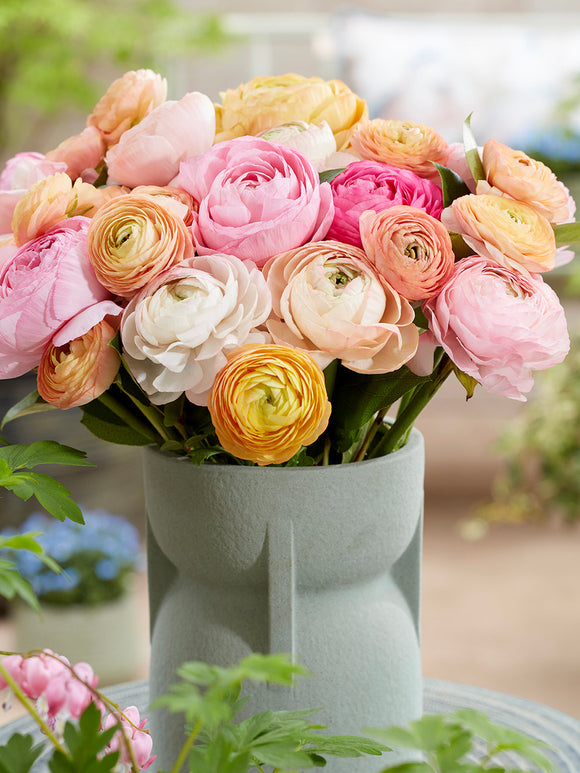 Ranunkeln Pauline Pastel