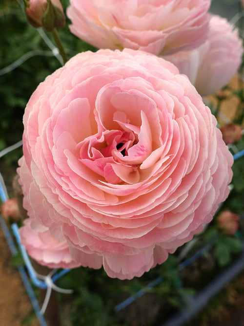 Ranunkel Romance™ Ferrand