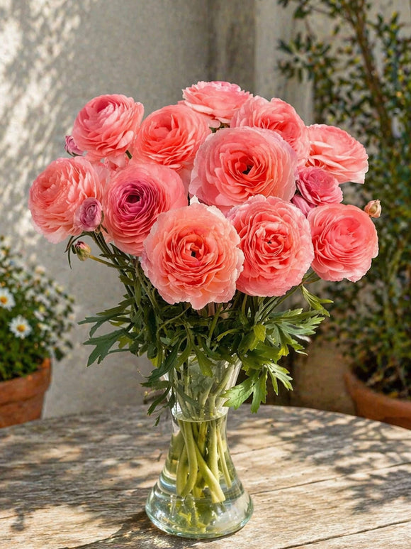 Ranunkel Romance™ Nohant