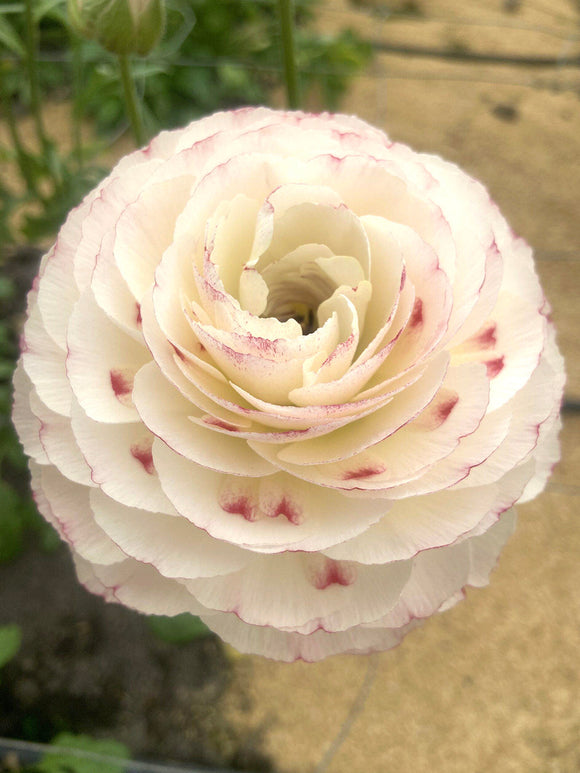 Ranunkel Romance™ Orleans
