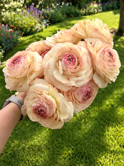 Ranunkel Romance™ Orleans