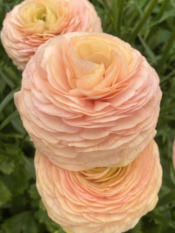 Ranunkel Romance™ Salerno