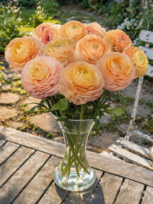 Kaufen Sie Ranunkel Romance™ Salerno, Lieferung im Herbst