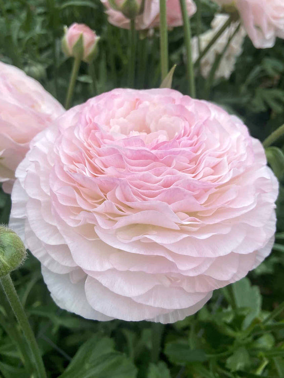 Ranunkel Romance™ Seine