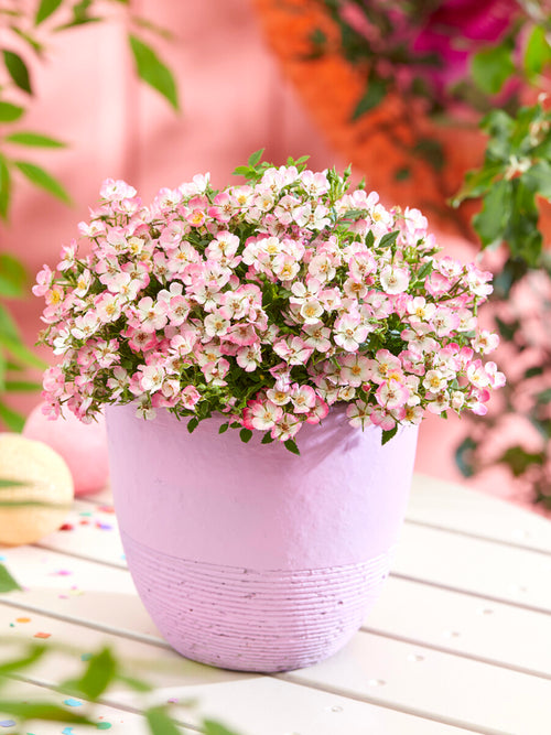 Rosa Cutie Pie als Bodendecker mit glänzendem grünen Laub