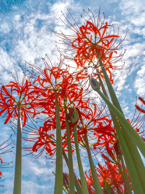 Rote Spinnenlilie, Blumenzwiebeln in Topqualität aus Holland bestellen