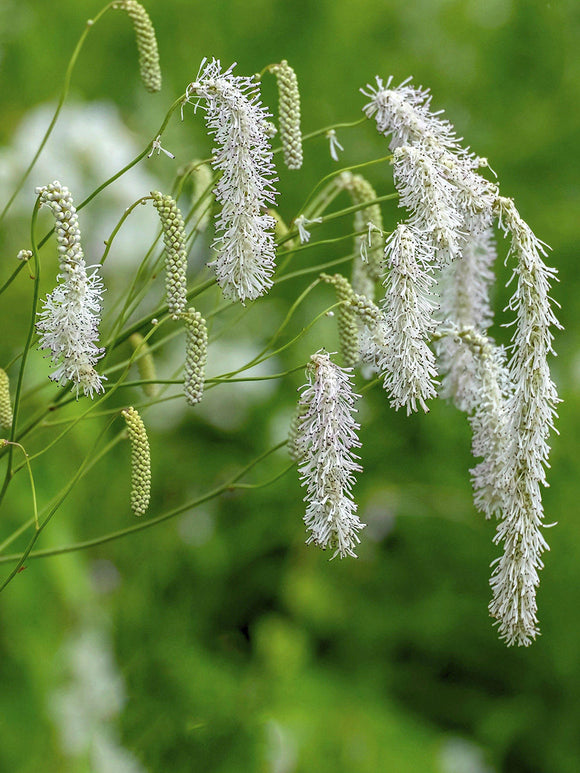 Sanguisorba albiflora mit eleganten weißen Blüten und frischgrünem Laub