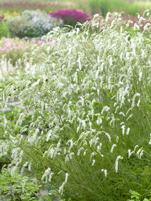 Weißen Wiesenknopf Sanguisorba albiflora online bestellen, Lieferung ab Frühjahr