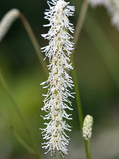 Sanguisorba ‘All Time High’ kaufen, winterharte Staude mit cremeweissen Blütenähren