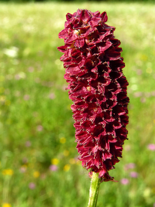 Sanguisorba (Wiesenknopf)