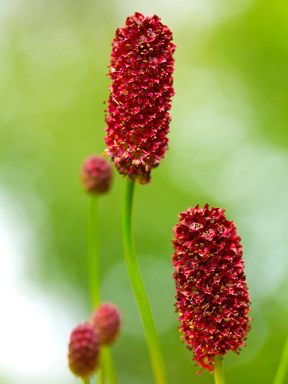 Sanguisorba (Wiesenknopf)