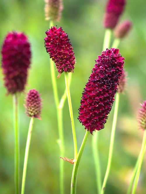 Sanguisorba (Wiesenknopf)