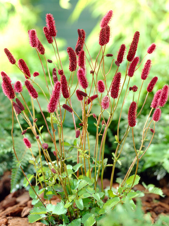 Sanguisorba (Wiesenknopf)