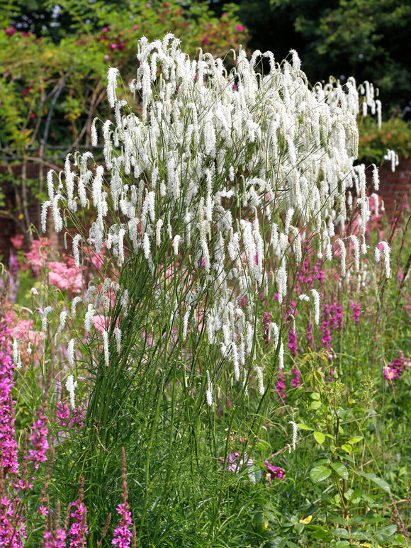 Sanguisorba ‘Korean Snow’ kaufen, winterharte Staude mit weissen Blütenähren