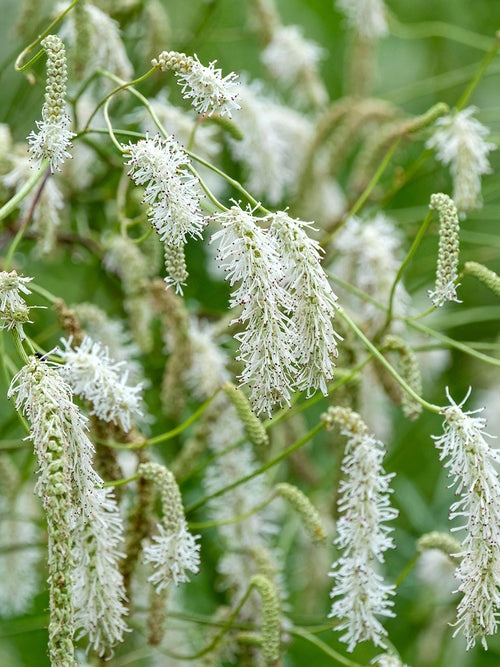 Sanguisorba ‘Korean Snow’ online bestellen, Lieferung ab Mitte März