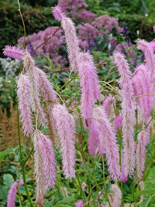Sanguisorba 'Lilac Squirrel' als winterharte Staude für sonnige Gartenbeete