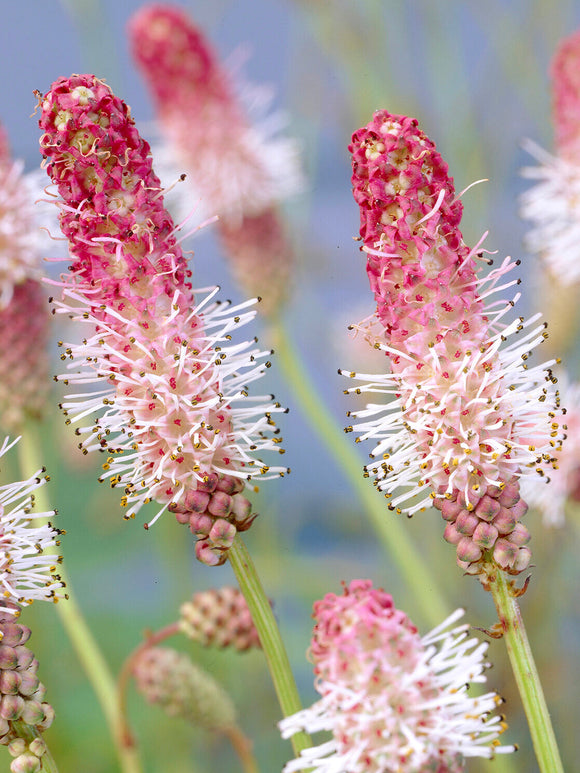 Sanguisorba 'Pink Tanna' kaufen, winterharte Staude für die Frühjahrspflanzung