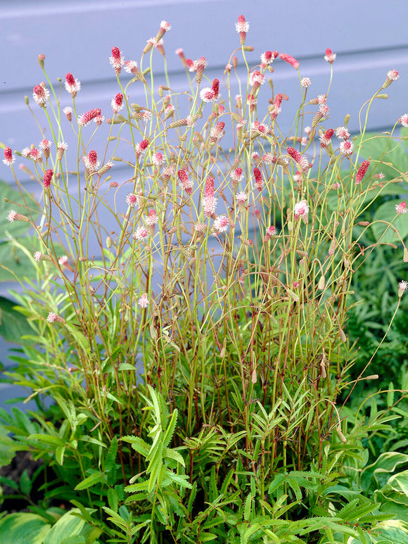 Rosa Wiesenknopf mit apfelblütenrosa Blütenköpfchen und frischgrünem Laub