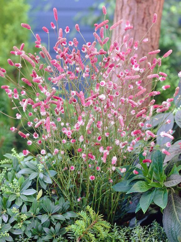 Sanguisorba 'Pink Tanna' online bestellen, Lieferung ab Mitte März