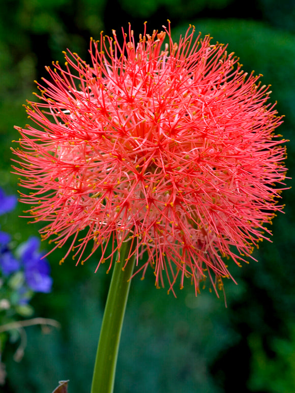 Scadoxus multiflorus Blutblume zwiebeln garten