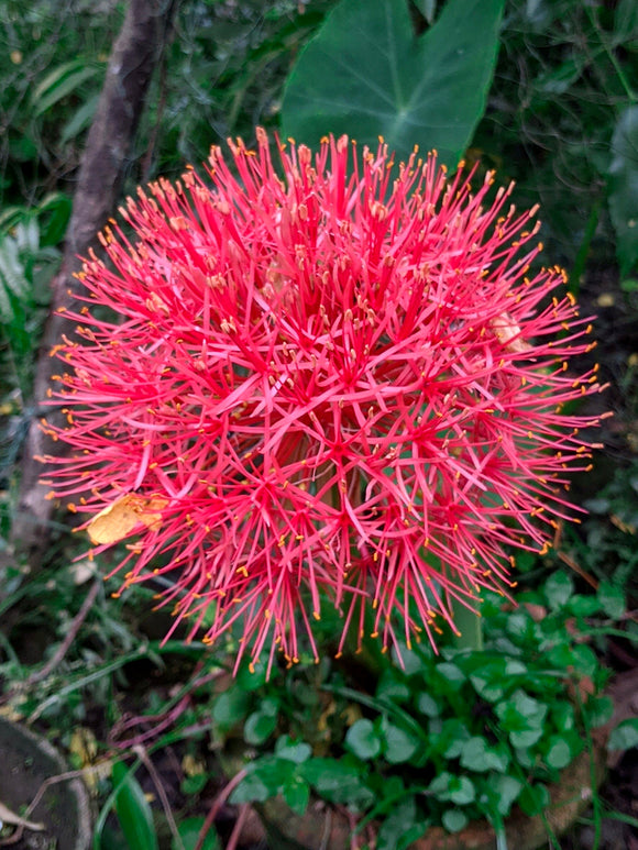 Scadoxus multiflorus Blutblume zwiebeln kaufen