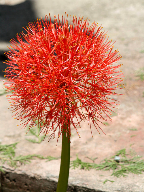 Scadoxus multiflorus Blutblume zwiebeln bestellen