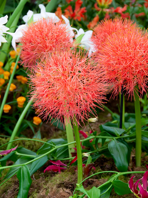 Scadoxus multiflorus Blutblume Blumenzwiebeln