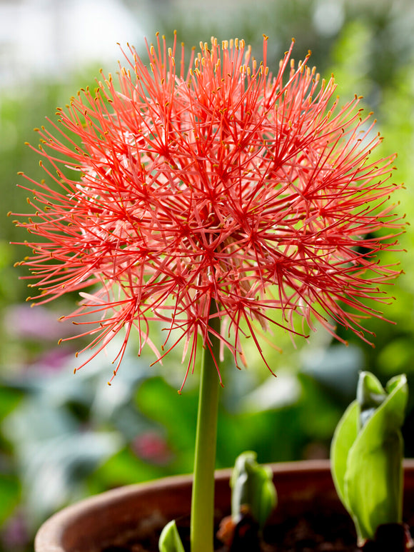 Scadoxus multiflorus (Blutblume)