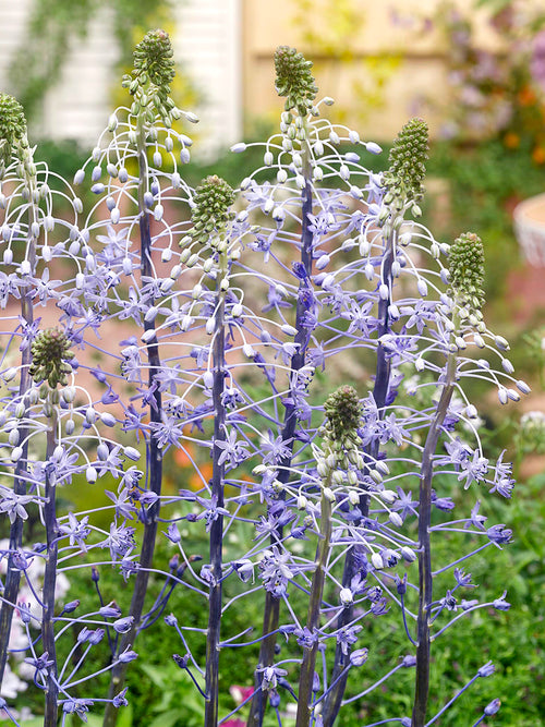 Nahaufnahme der sternförmigen blauen Blüten von Scilla hyacinthoides ‘Blue Arrow’