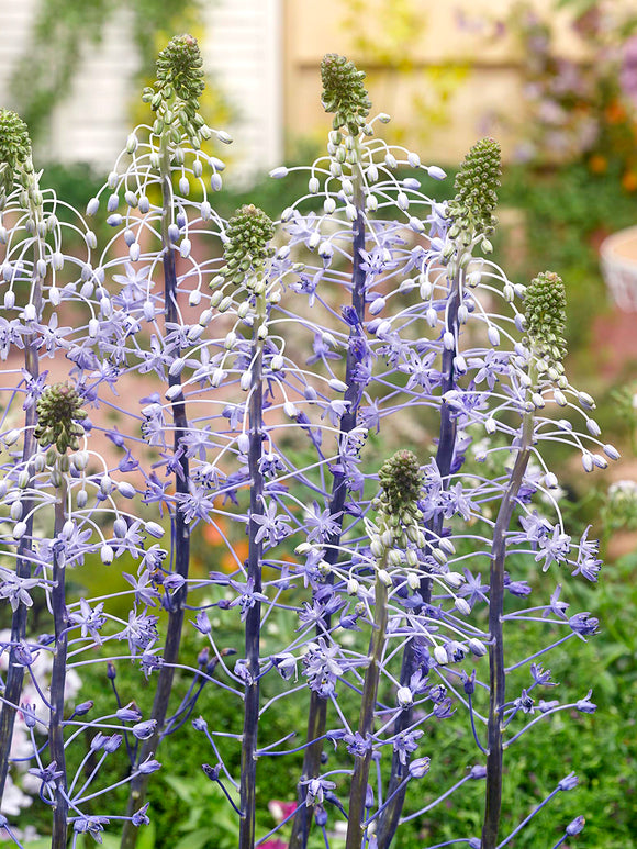 Nahaufnahme der sternförmigen blauen Blüten von Scilla hyacinthoides ‘Blue Arrow’