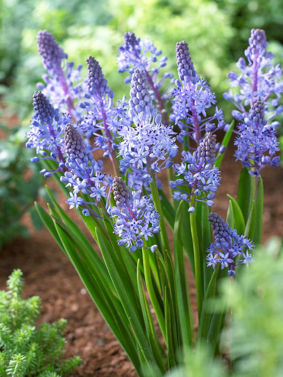 Scilla Litardierei