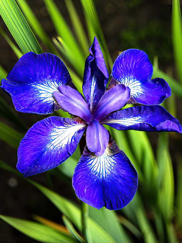 Kaufen Sie Iris Siberica in Spitzengröße aus Holland