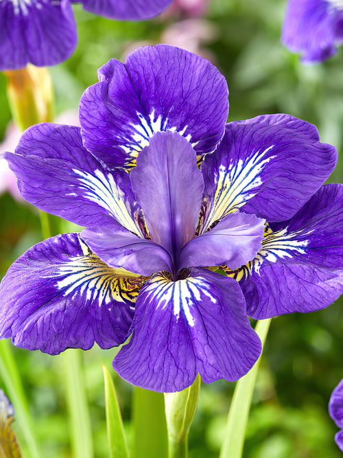 Kaufen Sie Iris Siberica in Spitzengröße