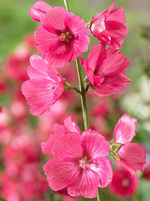 Präriemalven Rose Bouquet (Sidalcea)
