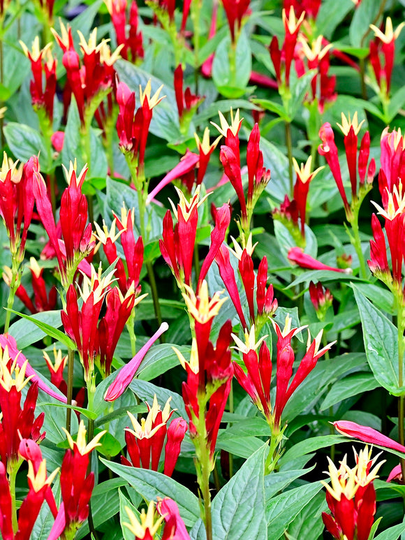 Spigelia 'Little Redhead' (Indian Pink) mit scharlachroten Blüten