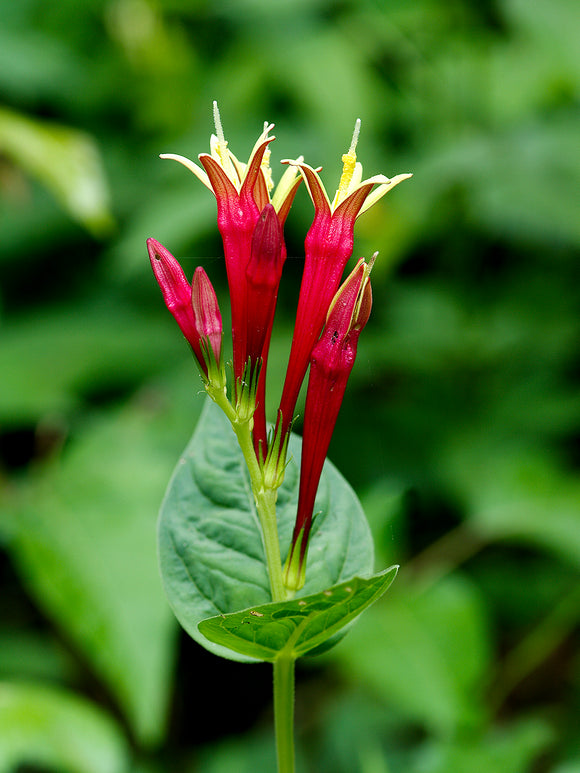 Spigelia marilandica 'Little Redhead' Staude für Sonne und Halbschatten