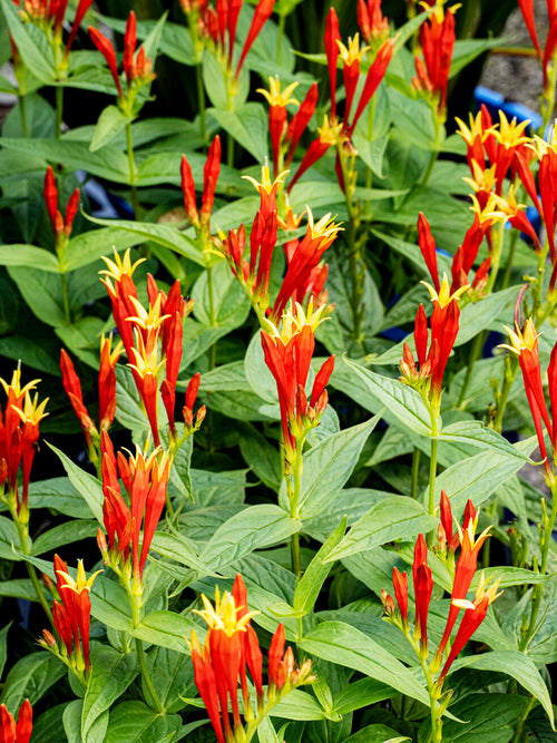 Spigelia 'Little Redhead' für Gehölzränder und Staudenbeete