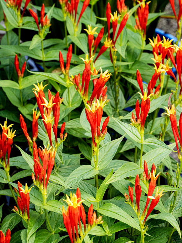 Spigelia 'Little Redhead' für Gehölzränder und Staudenbeete