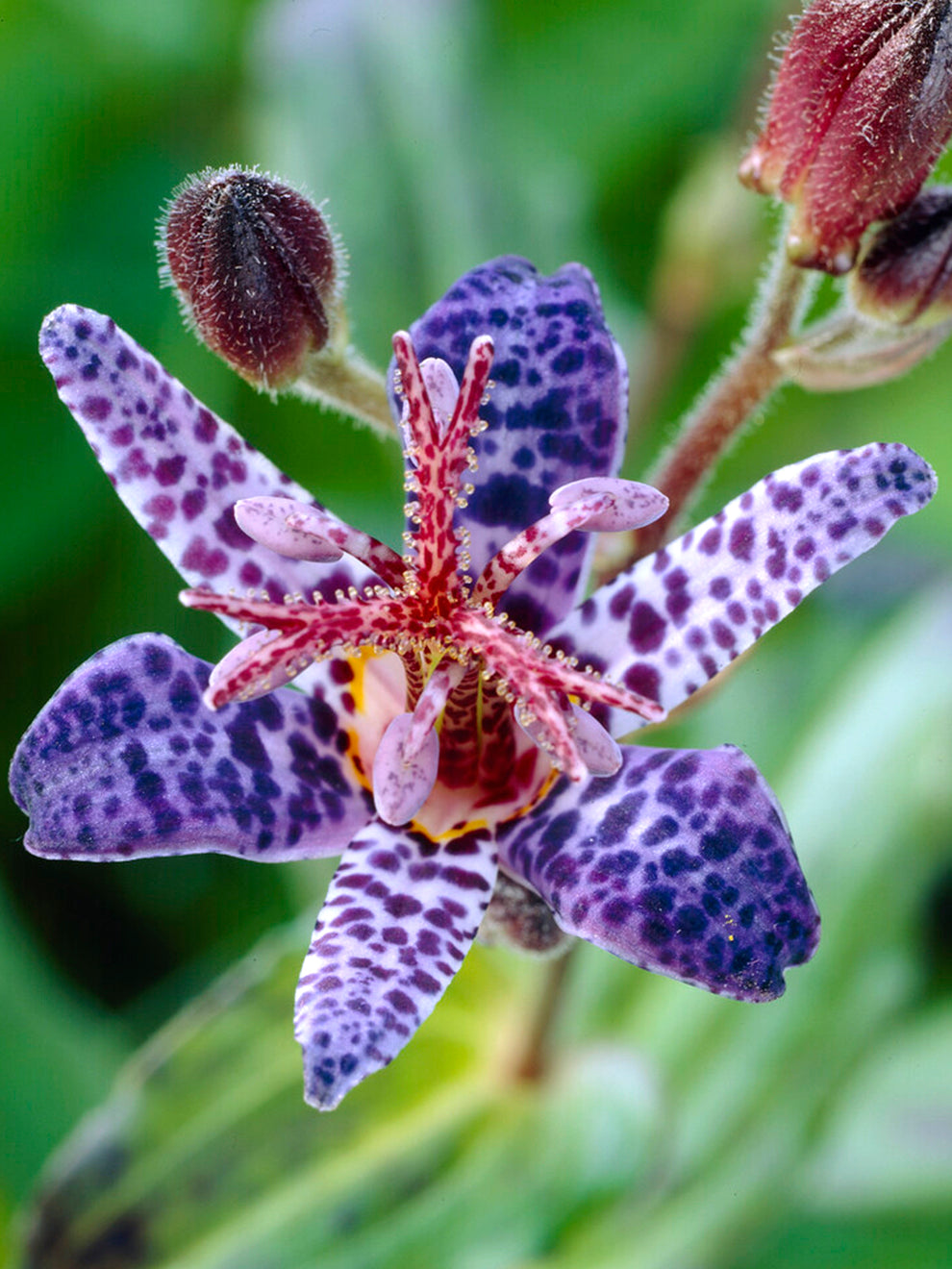 Krötenlilie 'Blue Wonder' (Tricyrtis) online kaufen bei DutchGrown™