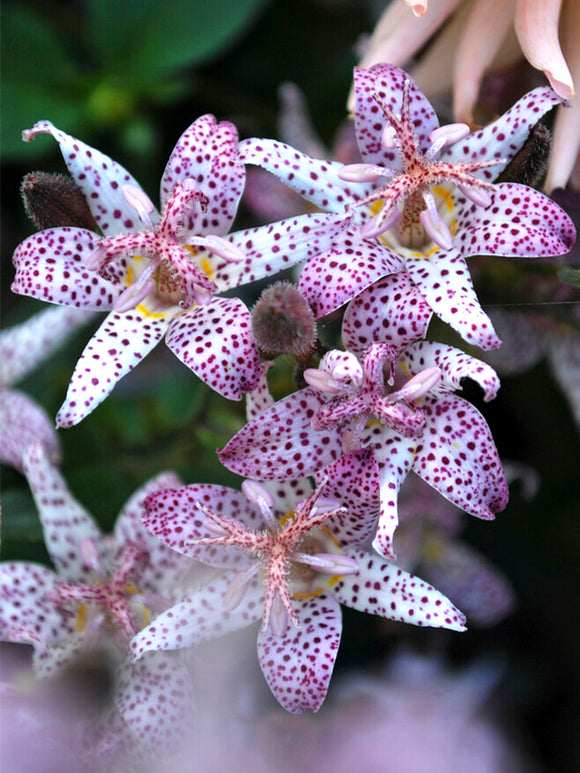 Krötenlilie Formosana (Tricyrtis) online kaufen bei DutchGrown™