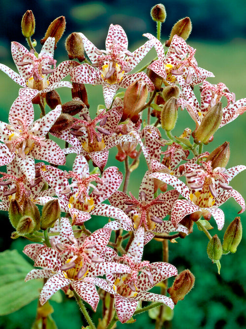 Krötenlilie Formosana (Tricyrtis) Wurzelnackte Pflanzen