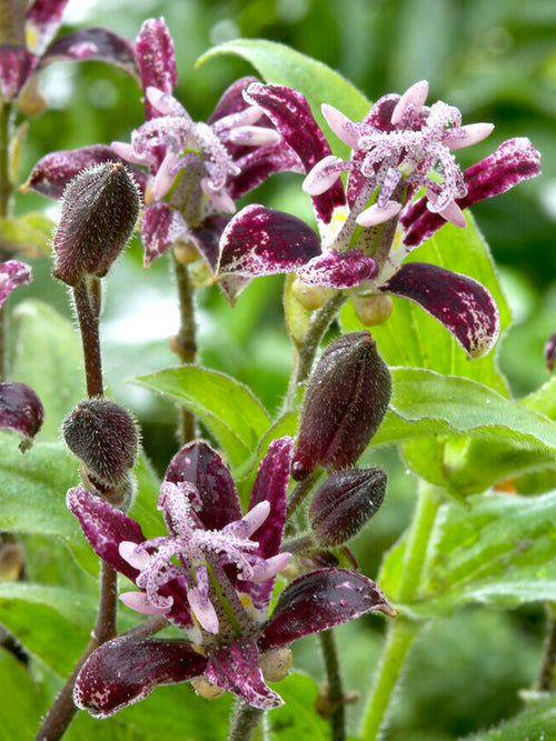 Krötenlilie Raspberry Mouse (Tricyrtis)