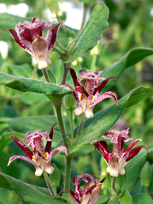 Krötenlilie Raspberry Mouse (Tricyrtis) online kaufen bei DutchGrown™
