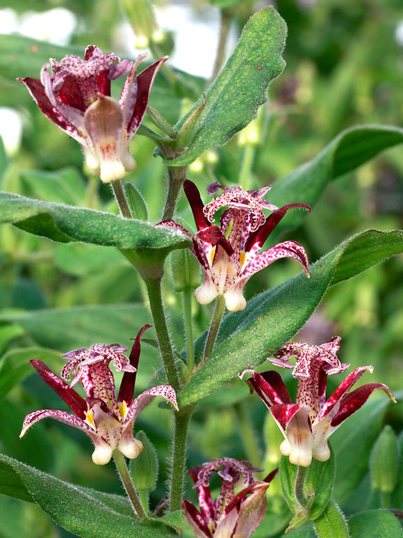 Krötenlilie Raspberry Mouse (Tricyrtis) online kaufen bei DutchGrown™