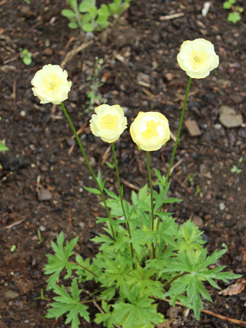 Trollius Cheddar (Globeflower)
