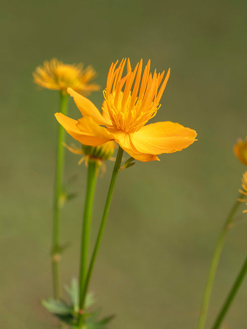 Trollius chinensis Golden Queen (Globeflower)