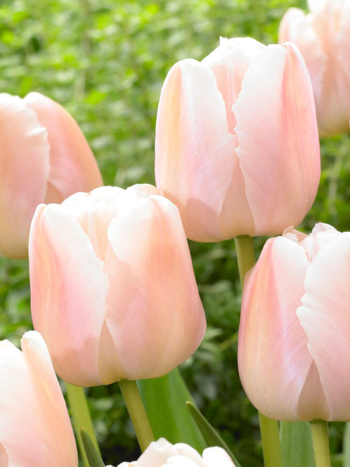 Kaufen Tulpe Apricot Pride